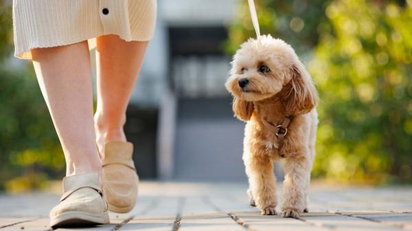 Los expertos coinciden: estas son las seis razas de perro que mejor se adaptan a mayores de 50 años