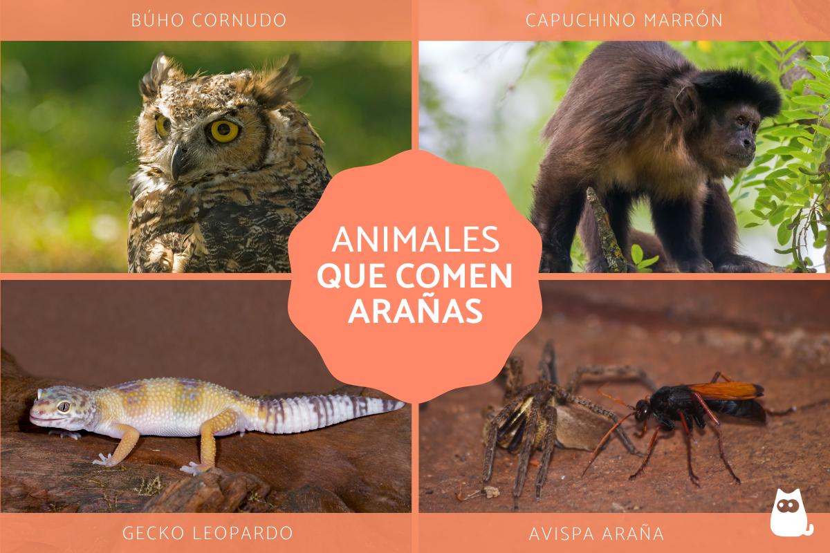 ¿Qué animales comen arañas?