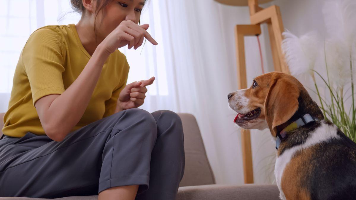 Alberto Sanz, adiestrador canino: “Los perros aprenden mucho más de los gestos que de las palabras”