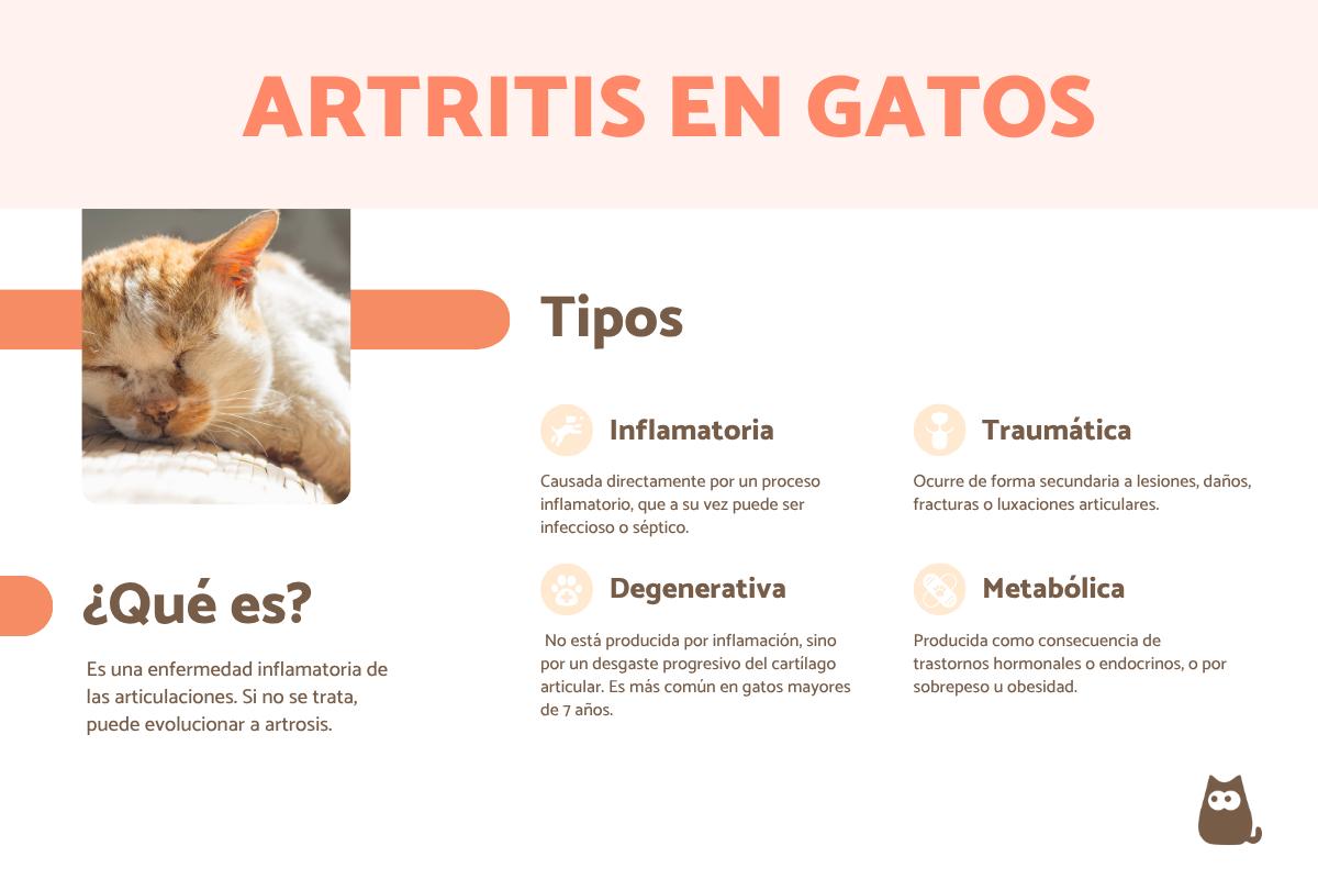 Artritis en gatos: síntomas, tratamiento y remedios naturales