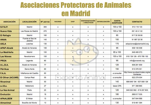 ¿Dónde puedo adoptar un perro en Madrid? - Comparativa de las Asociaciones Protectoras de Animales en Madrid
