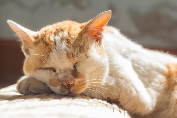 Artritis en gatos: síntomas, tratamiento y remedios naturales - ¿Cuáles son los síntomas de artritis en gatos?