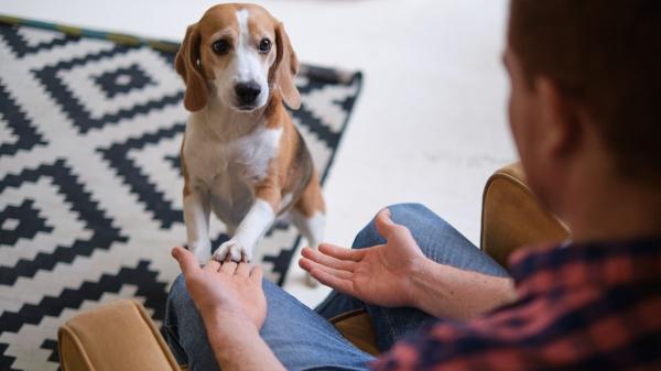 Alberto Sanz, adiestrador canino: “Los perros aprenden mucho más de los gestos que de las palabras” - El error que muchos cometen: hablar con un perro no es hablar con una persona 