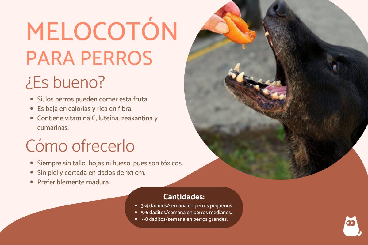 ¿Los perros pueden comer melocotón o durazno?