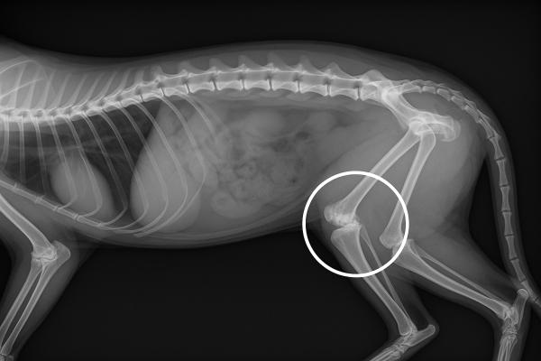Artritis en gatos: síntomas, tratamiento y remedios naturales - ¿Qué es la artritis en gatos?