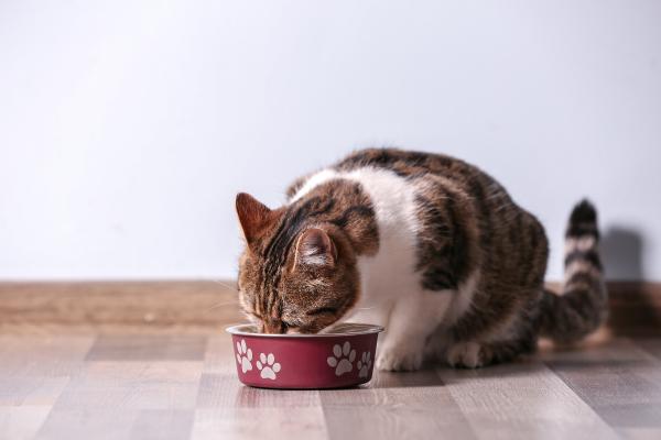 Artritis en gatos: síntomas, tratamiento y remedios naturales - ¿Se puede prevenir la artritis en gatos?