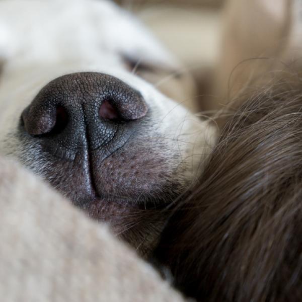 los perros pueden dormir afuera por la noche