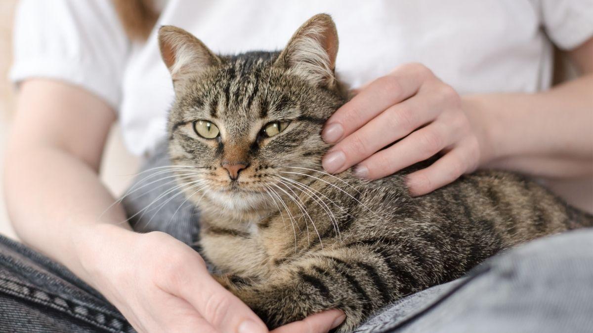 Adrián Conde, veterinario: “Uno de los mayores errores al cuidar a un gato es no dejar que sea él quien elija”