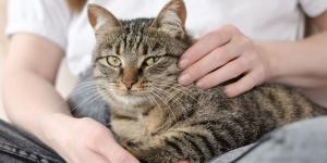 Adrián Conde, veterinario: “Uno de los mayores errores al cuidar a un gato es no dejar que sea él quien elija”