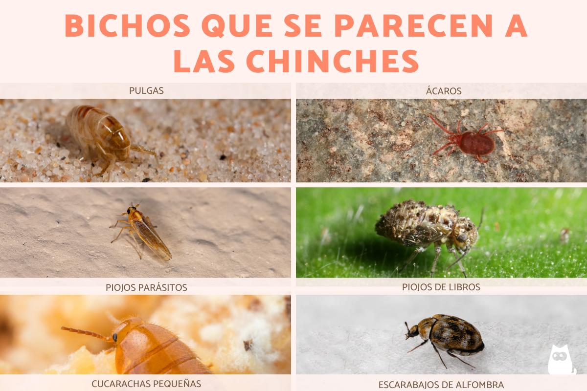 Bichos parecidos a las chinches
