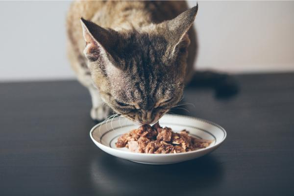 Psyllium para gatos: dosis y para qué sirve - ¿Cómo dar psyllium a un gato?