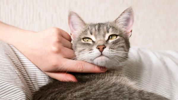 Adrián Conde, veterinario: “Uno de los mayores errores al cuidar a un gato es no dejar que sea él quien elija” - El gato no tiene que adaptarse a la vida de su cuidador: es la persona quien debe conocer sus necesidades