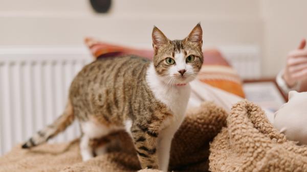 Adrián Conde, veterinario: “Uno de los mayores errores al cuidar a un gato es no dejar que sea él quien elija” - Los aspectos en los que el gato “puede tener poder de decisión”, según Adrián Conde