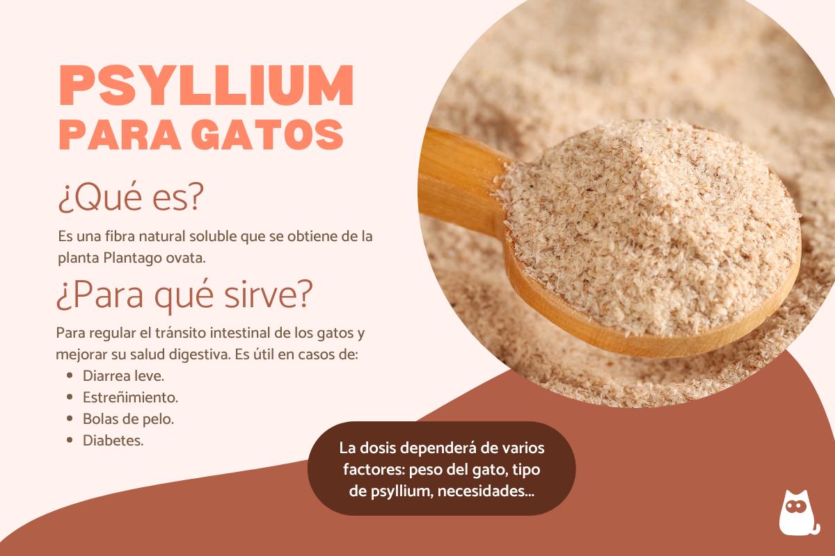 Psyllium para gatos: dosis y para qué sirve