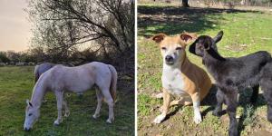 Buscan voluntarios para vivir gratis en un santuario de animales en la Sierra de Gredos: alojamiento y comida a cambio de trabajar 4 horas al día