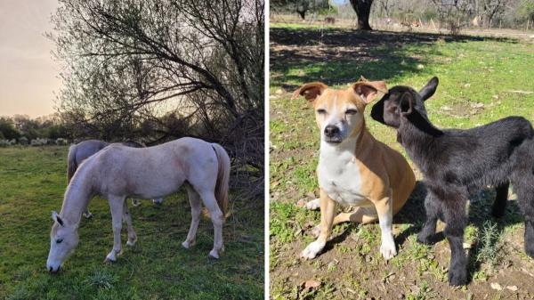 Buscan voluntarios para vivir gratis en un santuario de animales en la Sierra de Gredos: alojamiento y comida a cambio de trabajar 4 horas al día