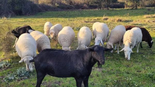Buscan voluntarios para vivir gratis en un santuario de animales en la Sierra de Gredos: alojamiento y comida a cambio de trabajar 4 horas al día - Cuatro horas al día de ayuda a cambio de alojamiento y comida