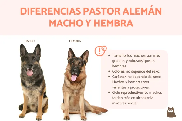 por qué mi cachorro pastor alemán orina tanto