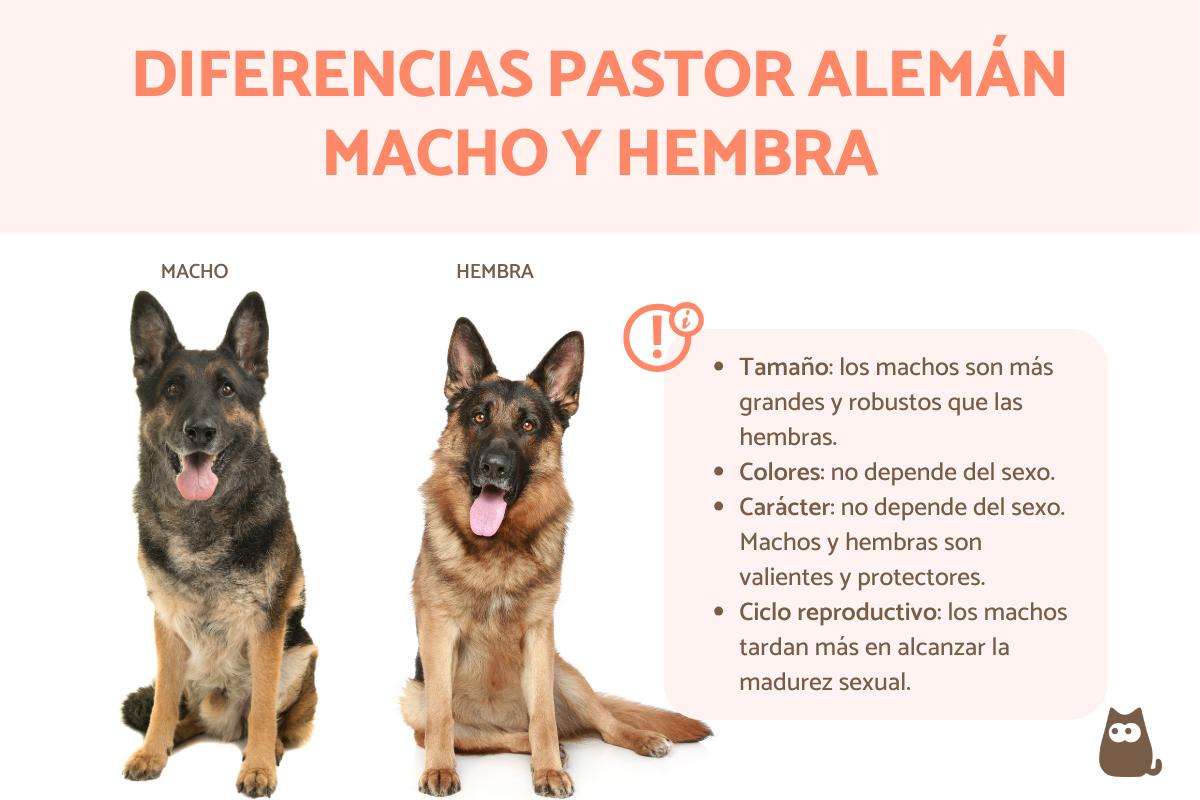 cual es la diferencia entre un pastor aleman y un perro