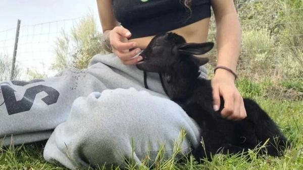 Buscan voluntarios para vivir gratis en un santuario de animales en la Sierra de Gredos: alojamiento y comida a cambio de trabajar 4 horas al día - El voluntariado incluye cuidar animales de muchas especies