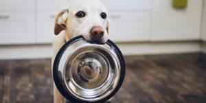 Etiqueta y composición: descubre qué come realmente tu perro o gato