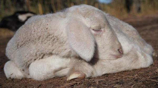 Buscan voluntarios para vivir gratis en un santuario de animales en la Sierra de Gredos: alojamiento y comida a cambio de trabajar 4 horas al día - Los requisitos para vivir en el santuario: estilo de vida vegano y compromiso