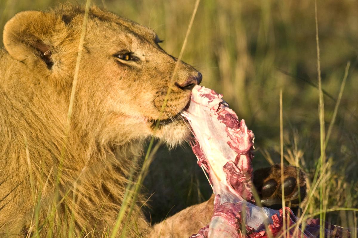 ¿Qué comen los leones?