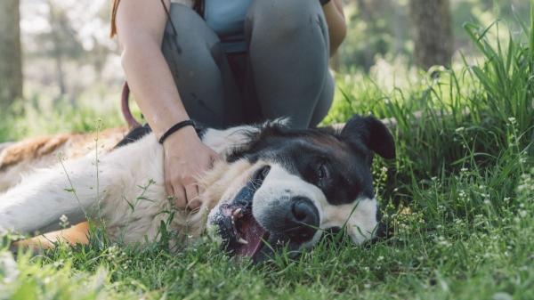 La ciencia lo confirma: los perros también pueden tener cosquillas y reaccionan así - ¿Cómo interpretar si a tu perro le gusta o le molesta?