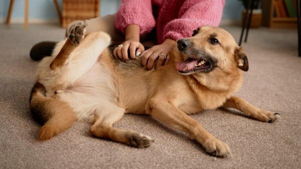 La ciencia lo confirma: los perros también pueden tener cosquillas y reaccionan así - ¿Cómo reaccionan los perros cuando sienten cosquillas?