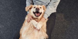 La ciencia lo confirma: los perros también pueden tener cosquillas y reaccionan así