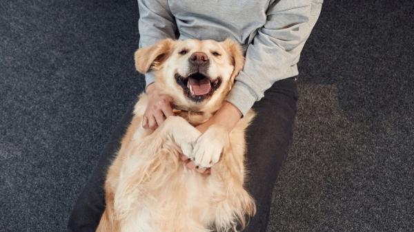 La ciencia lo confirma: los perros también pueden tener cosquillas y reaccionan así