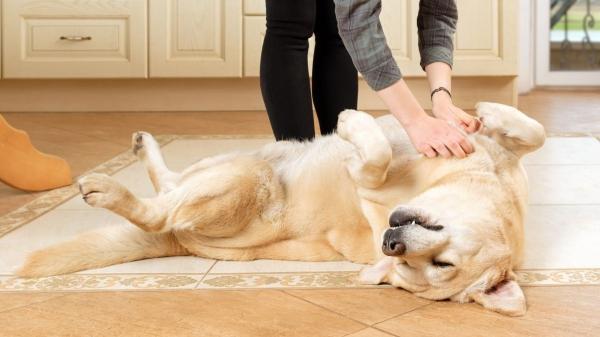 La ciencia lo confirma: los perros también pueden tener cosquillas y reaccionan así - Las zonas del cuerpo donde los perros son más sensibles