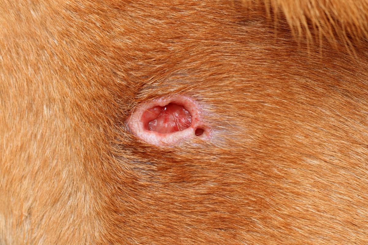 Mi perro tiene una herida en carne viva - Qué hacer