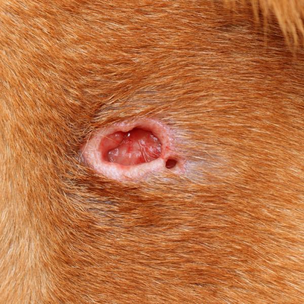 cómo se trata una llaga abierta en un perro
