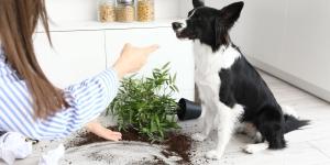 No es “venganza”: los etólogos explican por qué tu perro rompe cosas cuando te vas (y cómo tranquilizarlo)