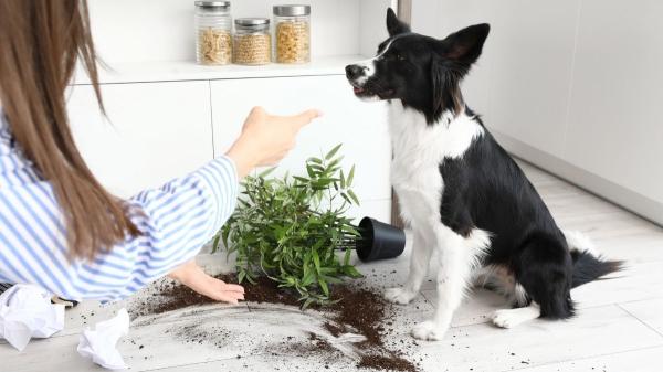 No es “venganza”: los etólogos explican por qué tu perro rompe cosas cuando te vas (y cómo tranquilizarlo)