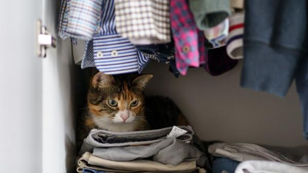 Qué significa que tu gato se esconda mucho: las señales de alerta que no debes ignorar (y por qué ocurren) - La razón por la que los gatos necesitan esconderse