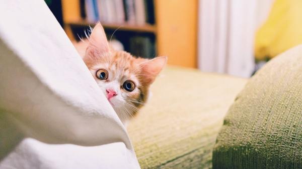 Qué significa que tu gato se esconda mucho: las señales de alerta que no debes ignorar (y por qué ocurren) - Miedo y estrés: cuando su refugio es una vía de escape