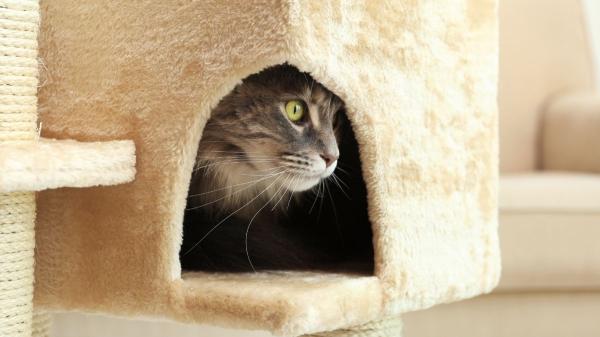 Qué significa que tu gato se esconda mucho: las señales de alerta que no debes ignorar (y por qué ocurren)