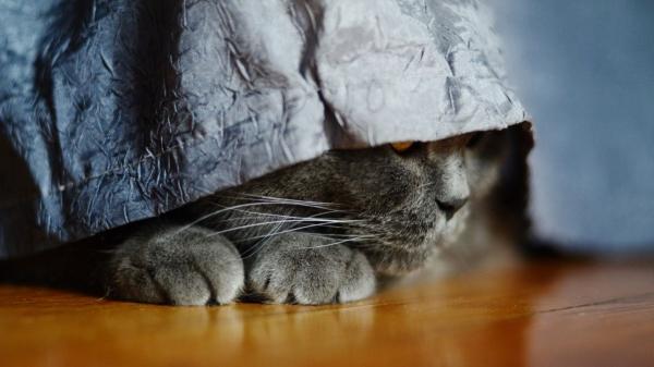 Qué significa que tu gato se esconda mucho: las señales de alerta que no debes ignorar (y por qué ocurren) - Termorregulación: buscando el lugar climático ideal