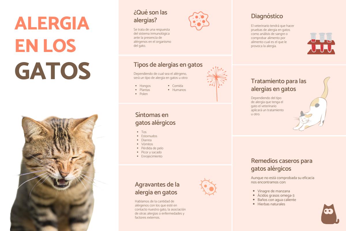 Alergia en gatos - Síntomas y tratamiento