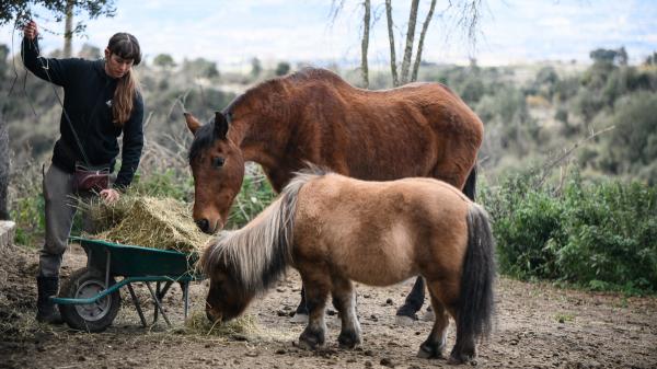 Vivir rodeado de animales: el santuario cerca de Barcelona que busca voluntarios para mudarse allí una temporada y lo que debes saber antes de ir - El Hogar busca voluntarios para convivir y trabajar en su santuario de animales