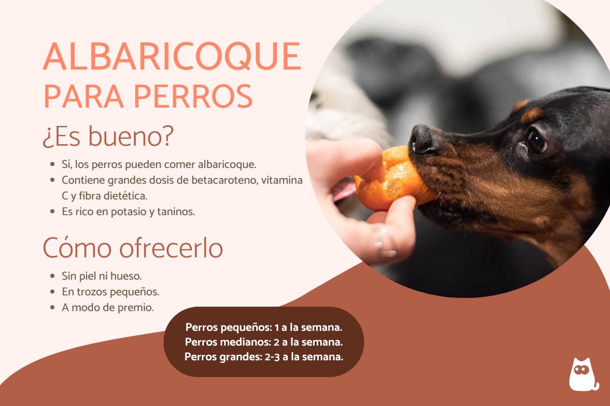 ¿Los perros pueden comer albaricoques?