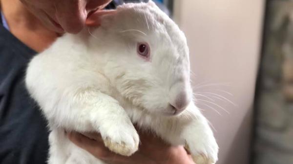 Vivir rodeado de animales: el santuario cerca de Barcelona que busca voluntarios para mudarse allí una temporada y lo que debes saber antes de ir - Los santuarios de animales crecen, pero enfrentan un gran problema de fondo