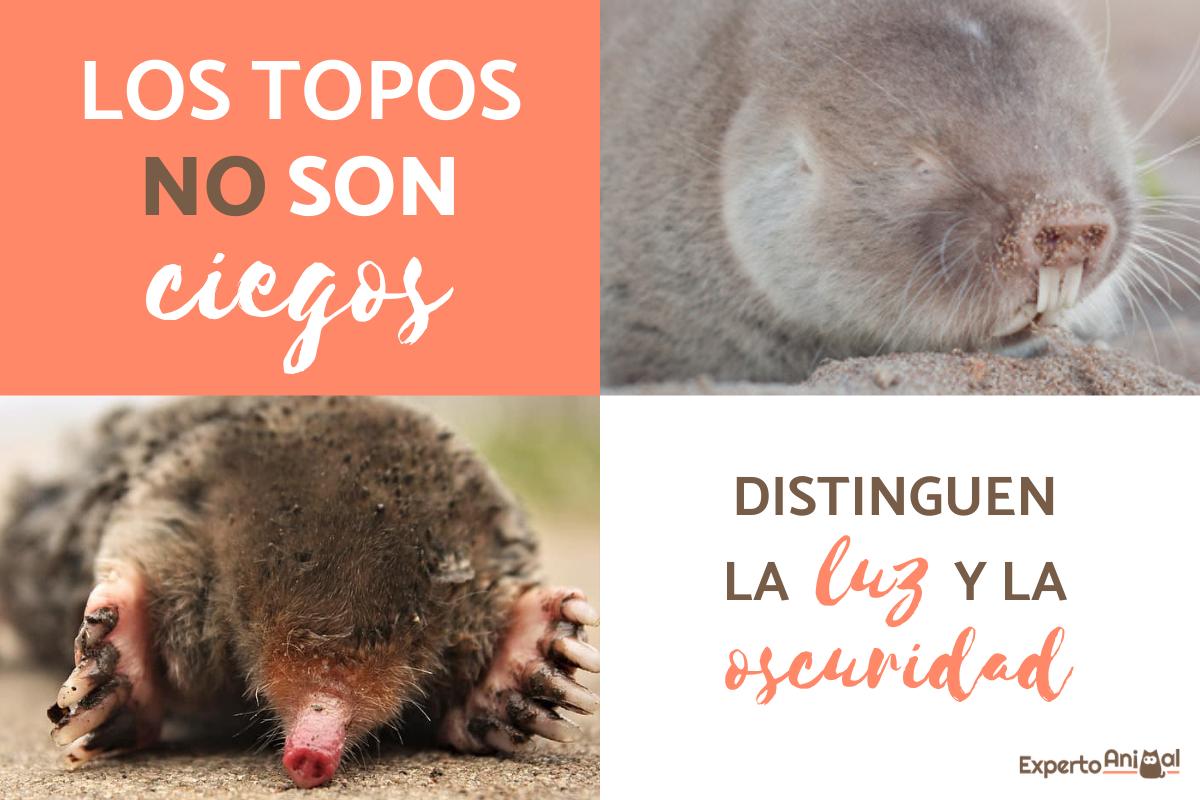 ¿Los topos son ciegos?