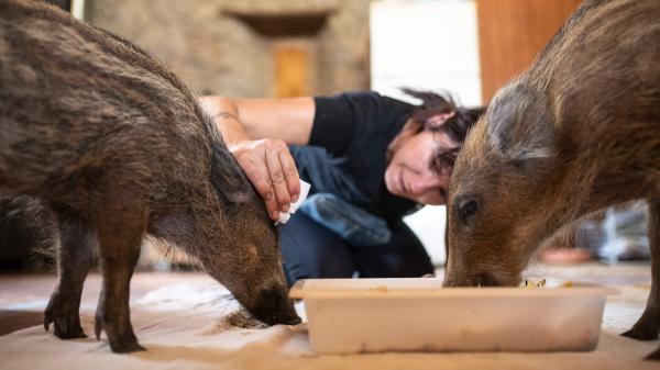 Vivir rodeado de animales: el santuario cerca de Barcelona que busca voluntarios para mudarse allí una temporada y lo que debes saber antes de ir - No es solo cuidar animales: el esfuerzo físico y emocional de vivir en un santuario