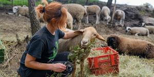 Vivir rodeado de animales: el santuario cerca de Barcelona que busca voluntarios para mudarse allí una temporada y lo que debes saber antes de ir