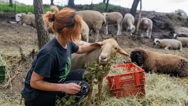 Vivir rodeado de animales: el santuario cerca de Barcelona que busca voluntarios para mudarse allí una temporada y lo que debes saber antes de ir