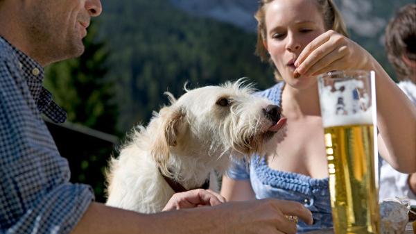 Ya es oficial: la Ley de Bienestar Animal prohíbe a bares y restaurantes rechazar mascotas sin un cartel visible desde la calle - El auge del turismo con mascotas y su impacto en la hostelería en España