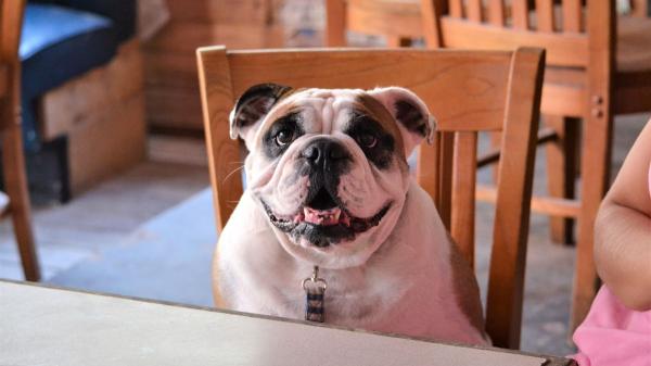 Ya es oficial: la Ley de Bienestar Animal prohíbe a bares y restaurantes rechazar mascotas sin un cartel visible desde la calle - España, cada vez más pet friendly: el cambio que está transformando el ocio y la hostelería